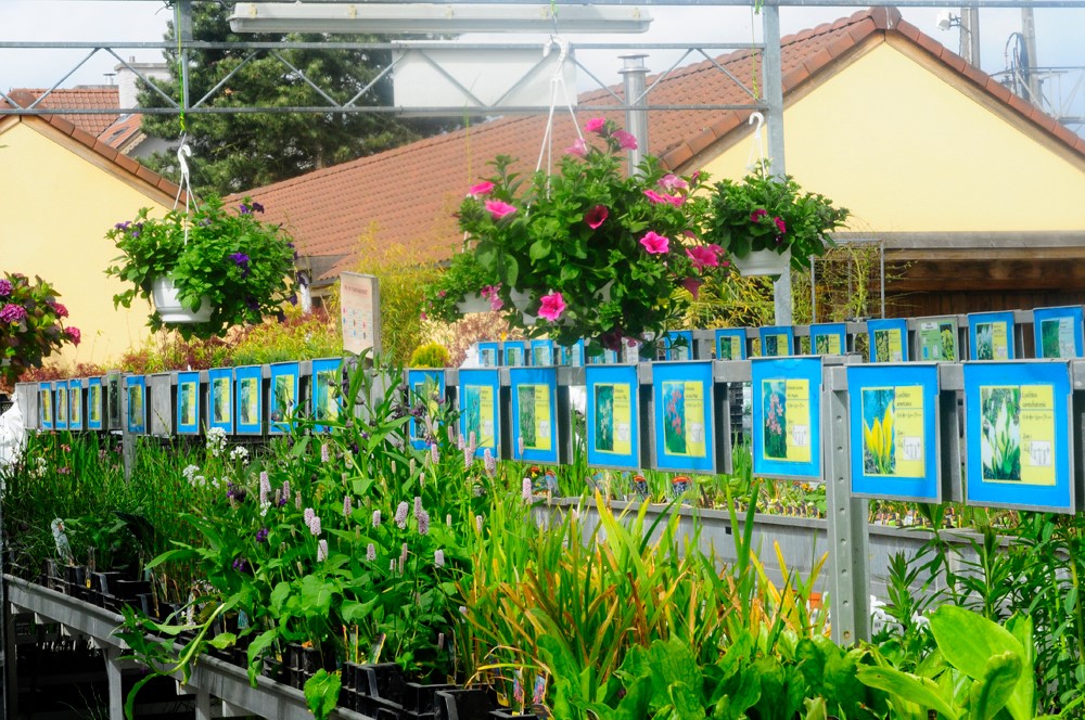 Quelles sont les meilleures plantes oxygénantes pour un bassin ?