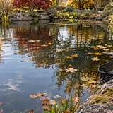 Folhas no lago: preparar um inverno mais limpo