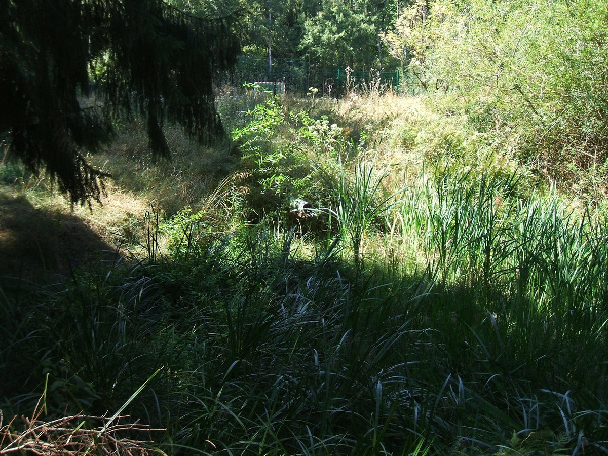 Étang naturel entouré de végétation