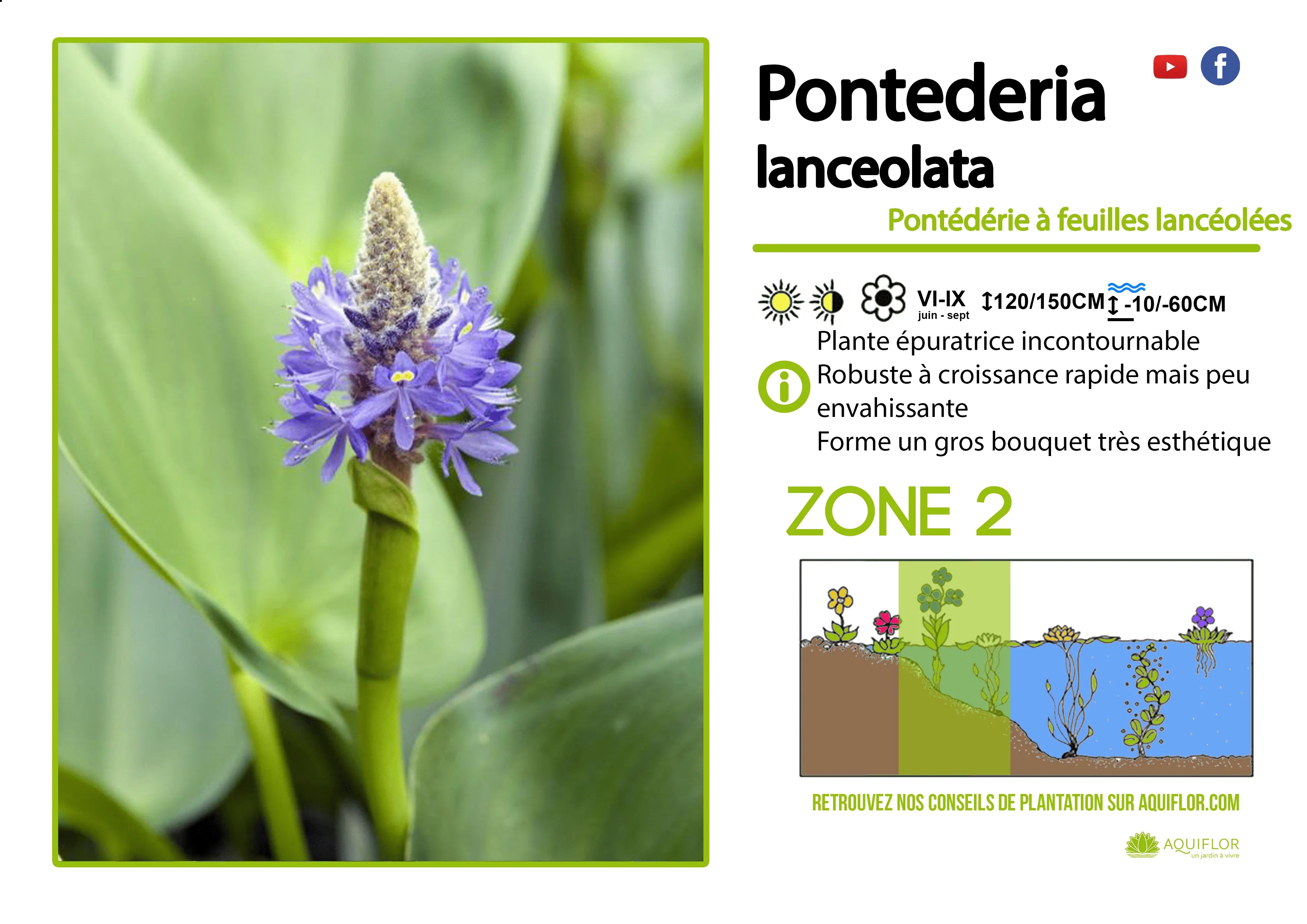 Pontederia Lanceolata - Pontédérie à feuilles lancéolées - Plante de b