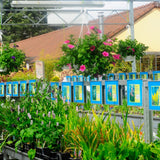 ¿Cuáles son las mejores plantas oxigenantes para un estanque?