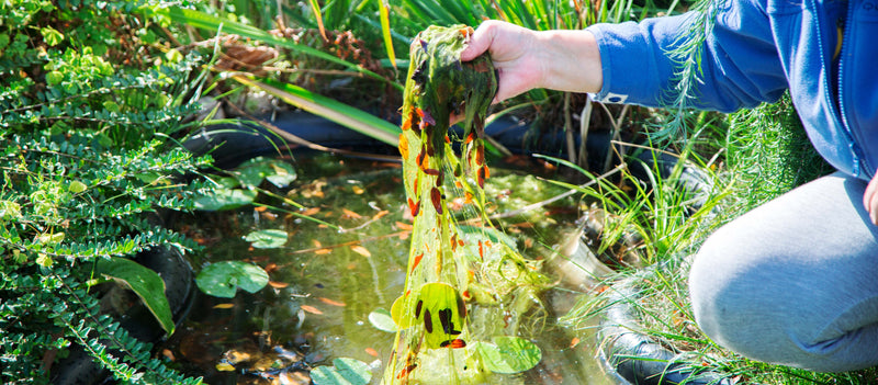 Comment contrôler les algues dans mon étang?