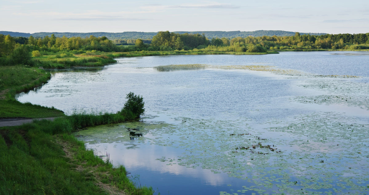 Étang à l'eau verte chargée d'algues
