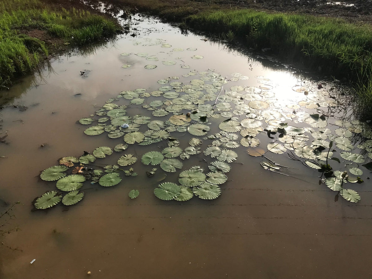 Eau stagnante couverte d'un film en surface