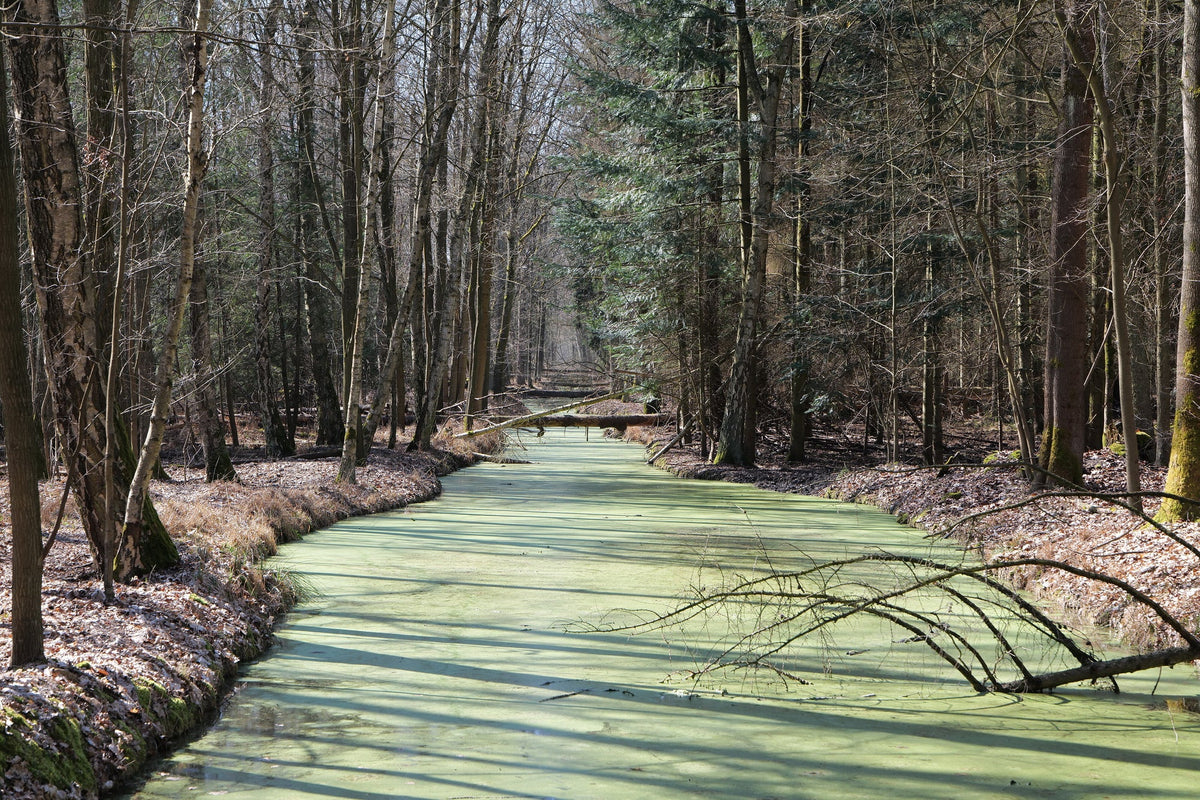 Plan d'eau couvert de lentilles d'eau (Lemna minor)