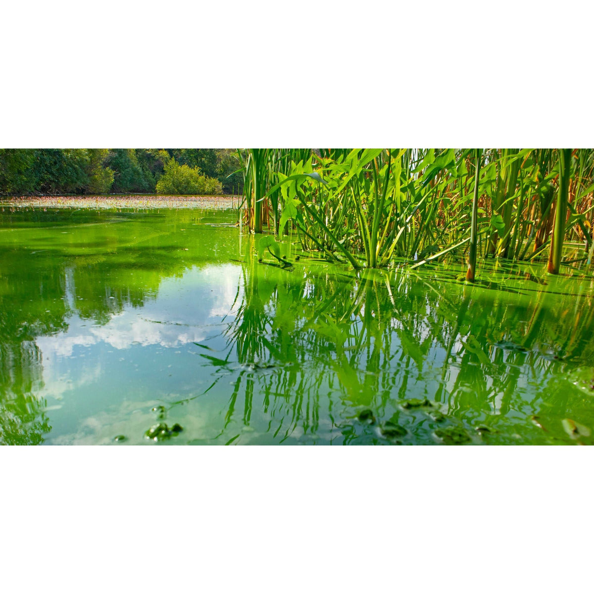 Granulés CyanoClear à épandre à la surface de l'eau