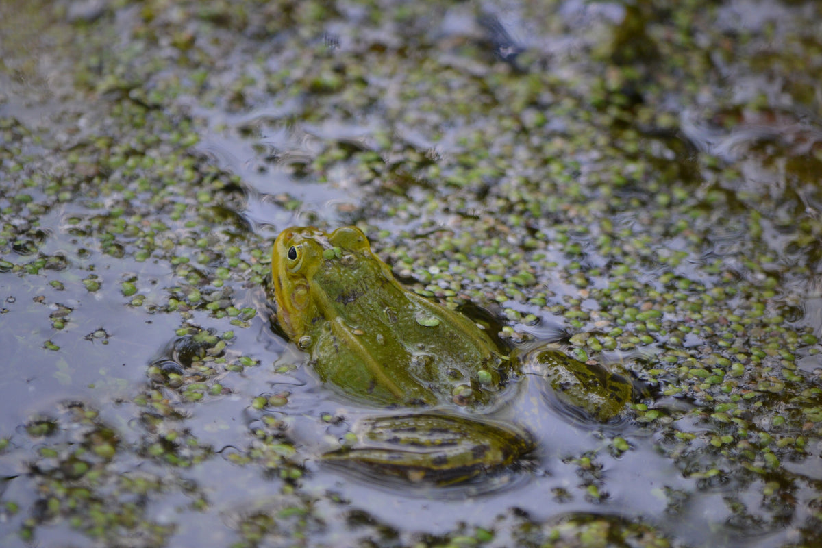 Lemna minor