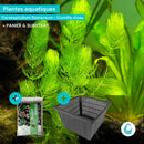 Aquigarden Plantes aquatiques 1 X Ceratophyllum Demersum + Panier Adapté 19CM + Substrat Ceratophyllum Demersum (Cornifle immergée) - Plante oxygénante 8713469104464
