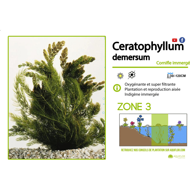 Aquigarden Plantes aquatiques Ceratophyllum Demersum (Cornifle immergée) - Plante oxygénante