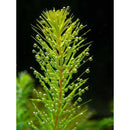 Aquigarden Plantes aquatiques Ceratophyllum Demersum (Cornifle immergée) - Plante oxygénante 8713469104463 8713469104463