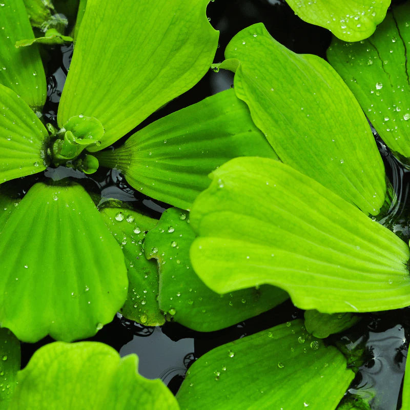 Aquigarden Plantes Pistia Stratiotes - La laitue d'eau / Salade d'eau - Plante aquatique flottante 7154755542143 7154755542143