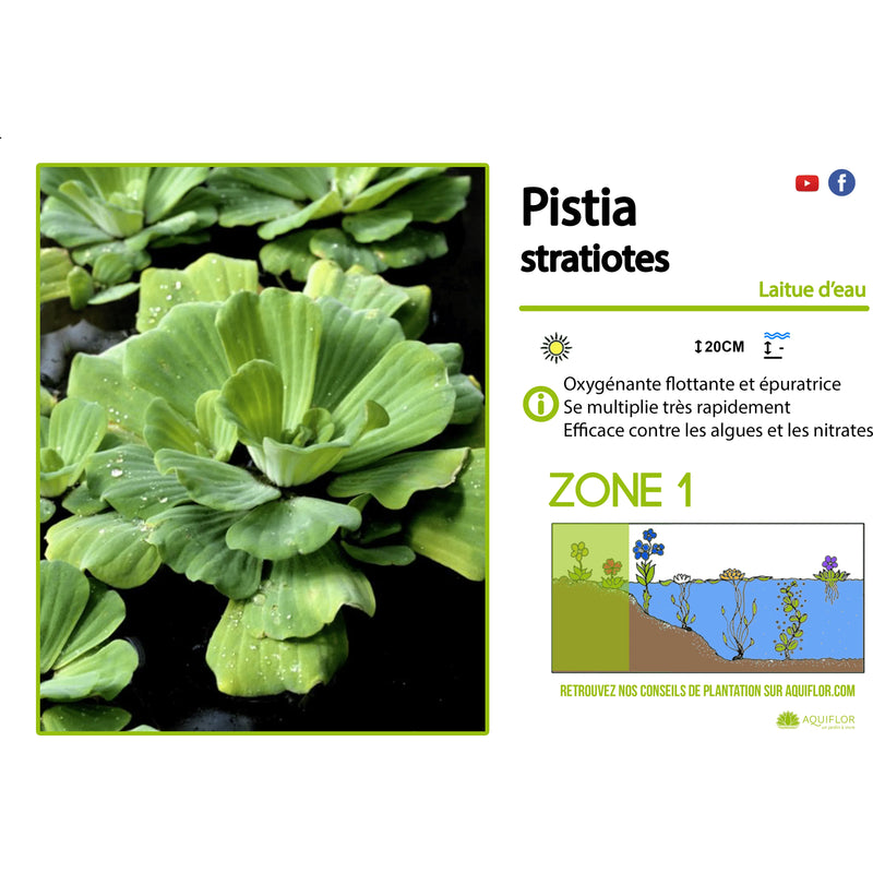 Aquigarden Plantes Pistia Stratiotes - La laitue d'eau / Salade d'eau - Plante aquatique flottante 7154755542143 7154755542143