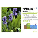Aquigarden Pontederia Cordata - Pontédérie à feuilles en cœur - Plante immergée
