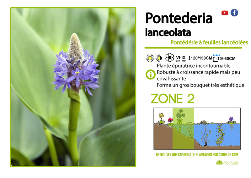 Aquigarden Pontederia Lanceolata - Pontédérie à feuilles lancéolées - Plante immergée