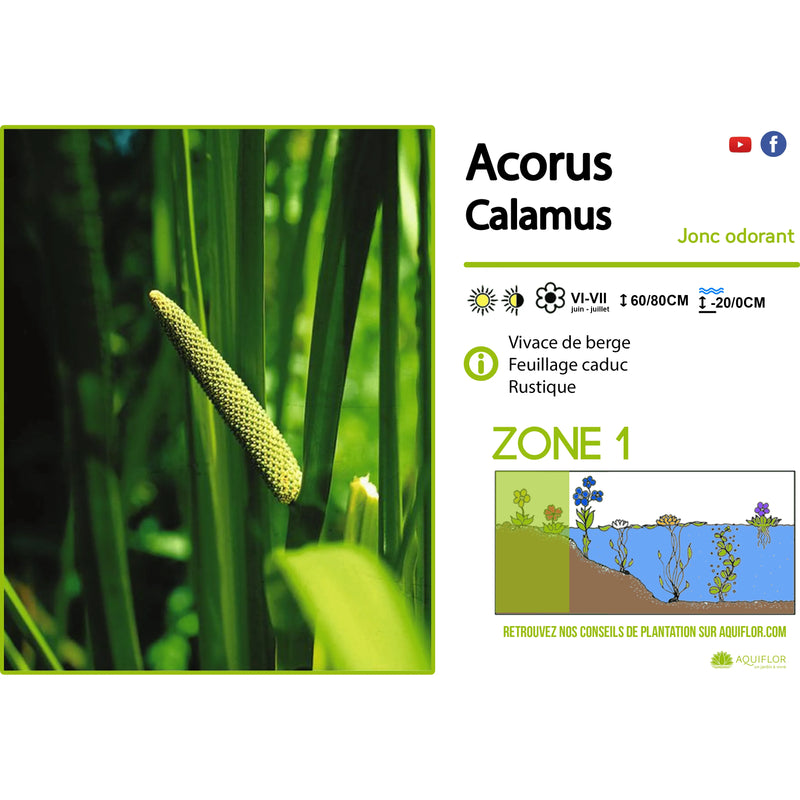 Aquipond Plantes aquatiques Acorus Calamus - Jonc odorant - Plante de marais 8713469104258