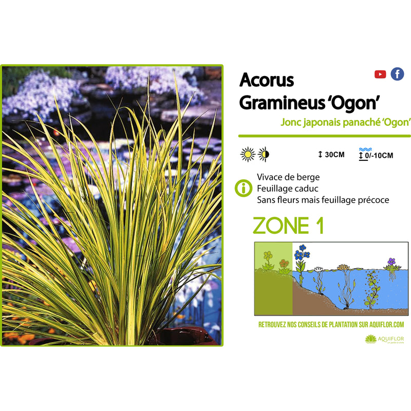 Aquipond Plantes aquatiques Acorus Gramineus Ogon - Jonc japonais panaché - Plante de marais