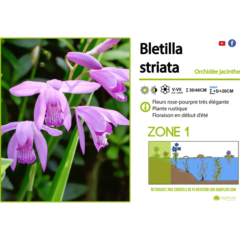 Aquipond Plantes aquatiques Bletilla striata - Orchidée jacinthe d'eau - Plante de berge