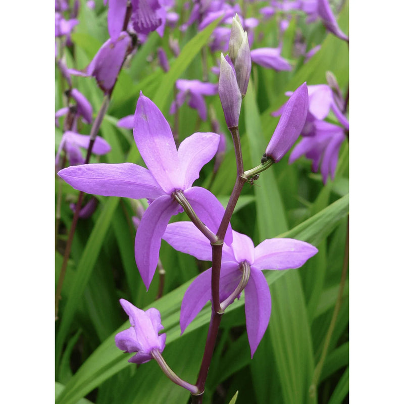 Aquipond Plantes aquatiques Bletilla striata - Orchidée jacinthe d'eau - Plante de berge