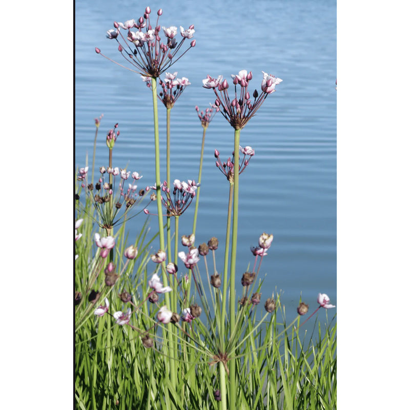 Aquipond Plantes aquatiques Butomus umbellatus - Jonc fleuri - Plante de marais