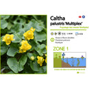 Aquipond Plantes aquatiques Caltha palustris ‘Multiplex’ - Populage des berge