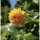 Aquipond Plantes aquatiques Caltha palustris ‘Multiplex’ - Populage des berge