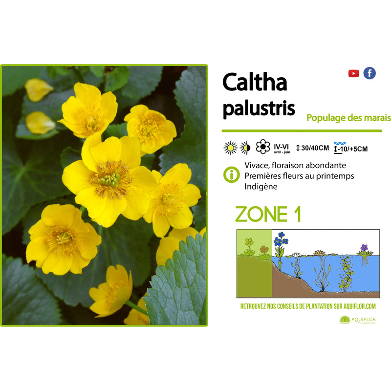 Aquipond Plantes aquatiques Caltha palustris - Populage des marais