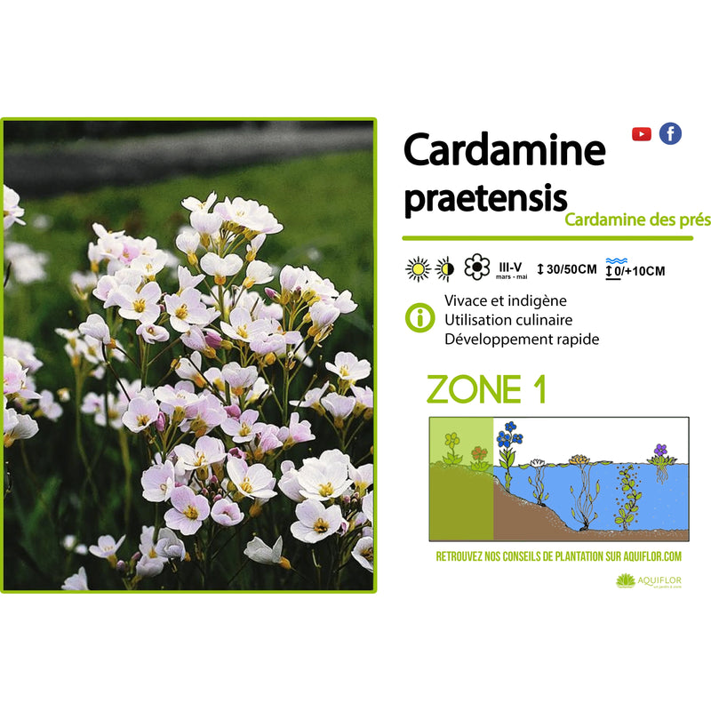 Aquipond Plantes aquatiques Cardamine praetensis - Cardamine des prés - Plante de berge