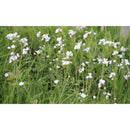 Aquipond Plantes aquatiques Cardamine praetensis - Cardamine des prés - Plante de berge