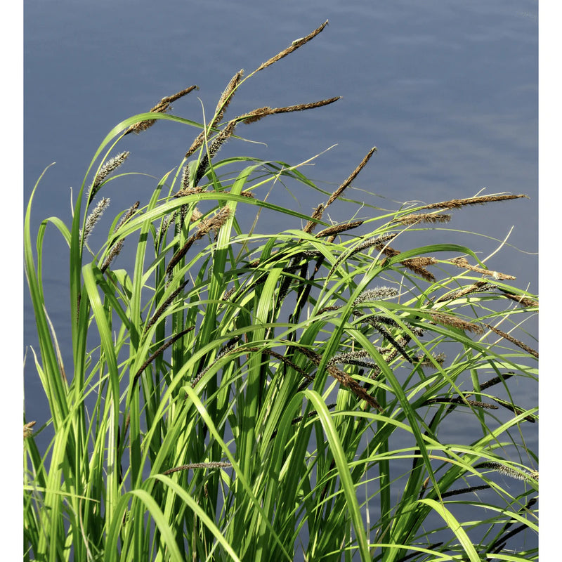 Aquipond Plantes aquatiques Carex acutiformis - Laîche des marais - Plante de berge