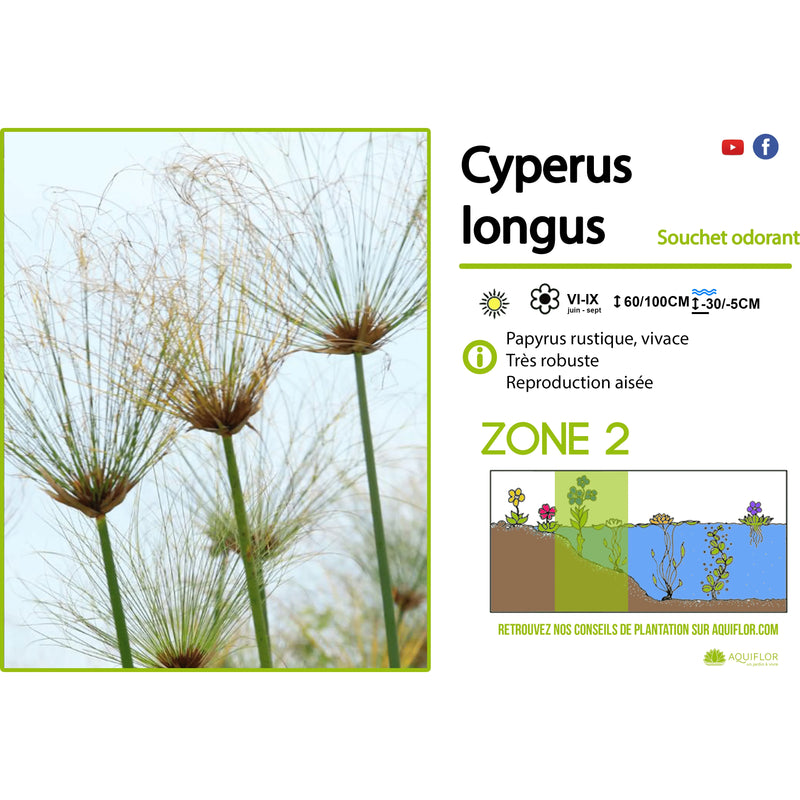 Aquipond Plantes aquatiques Cyperus longus - Papyrus commun indigène - Souchet odorant