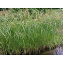 Aquipond Plantes aquatiques Cyperus longus - Papyrus commun indigène - Souchet odorant