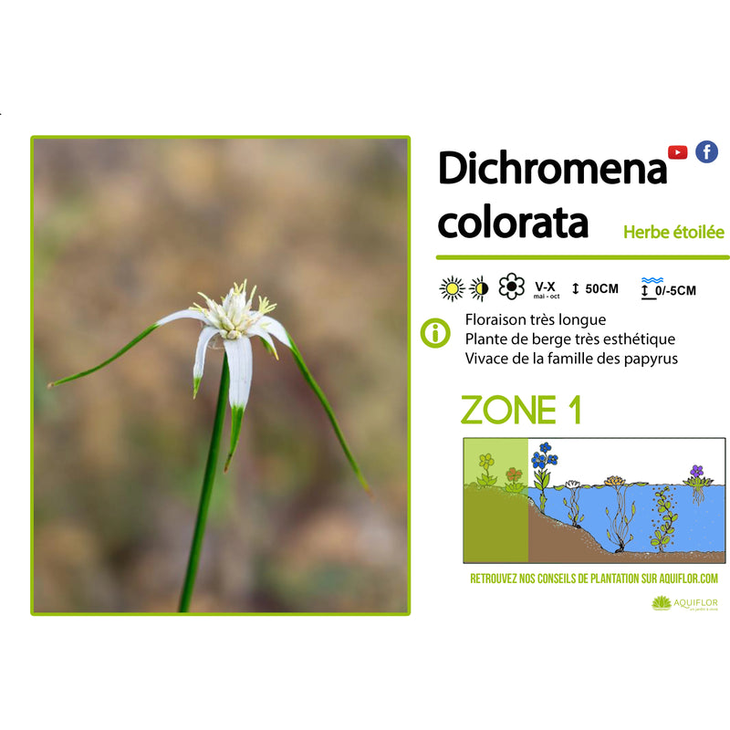 Aquipond Plantes aquatiques Dichromena colorata - Herbe étoilée - Plante de berge