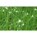 Aquipond Plantes aquatiques Dichromena colorata - Herbe étoilée - Plante de berge