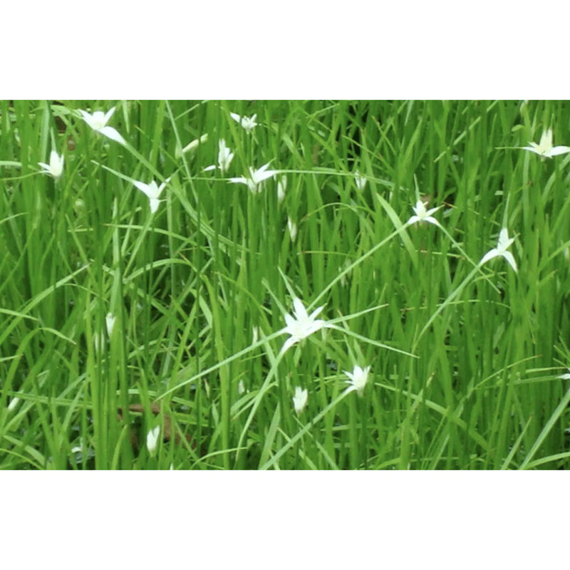 Aquipond Plantes aquatiques Dichromena colorata - Herbe étoilée - Plante de berge