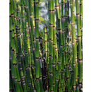 Aquipond Plantes aquatiques Equisetum japonicum - Prêle japonaise - Plante de berge