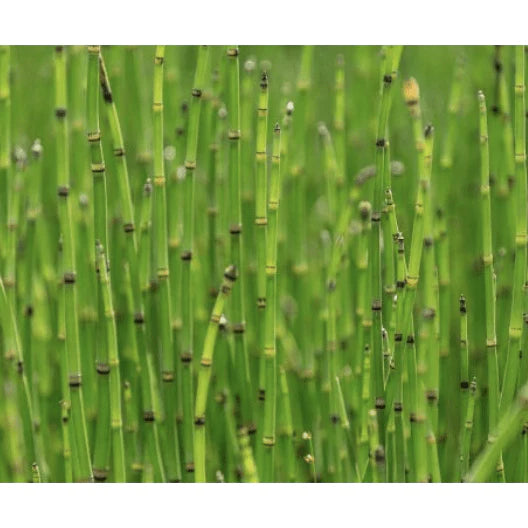Aquipond Plantes aquatiques Equisetum scirpoïdes - Prêle japonaise naine - Plante de berge