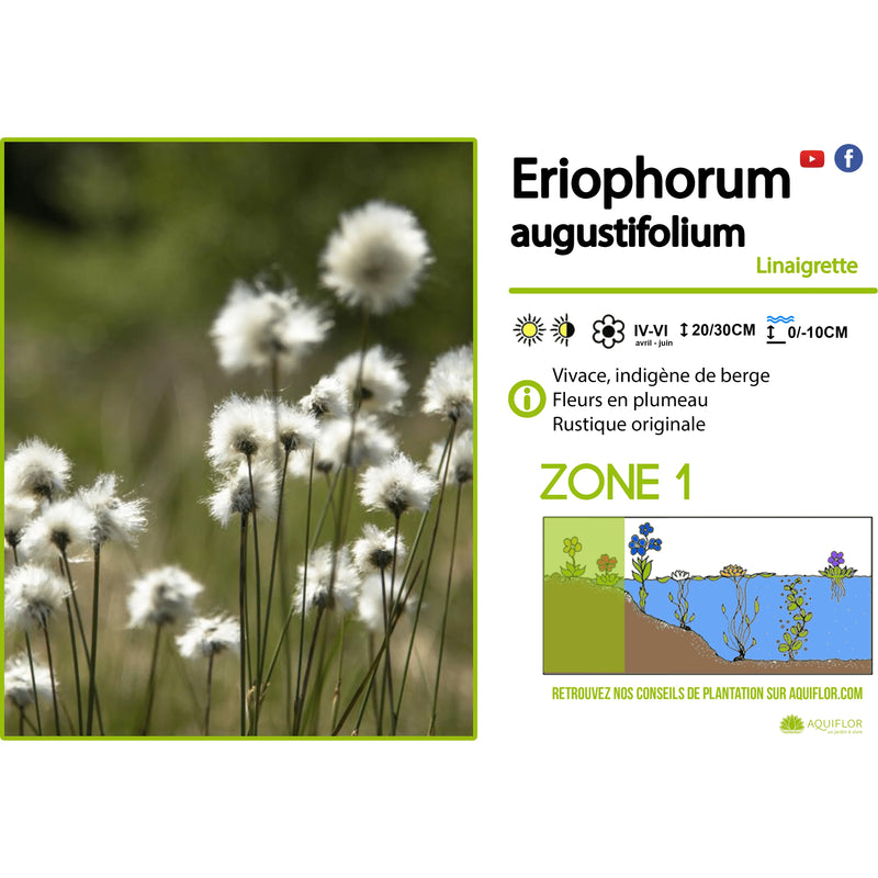Aquipond Plantes aquatiques Eriophorum augustifolium - Linaigrette - Plante de berge