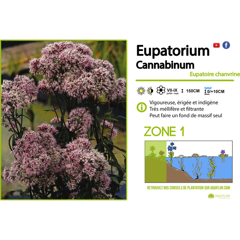 Aquipond Plantes aquatiques Eupatorium Cannabinum - Eupatoire à feuilles de chanvre - Plante de berge