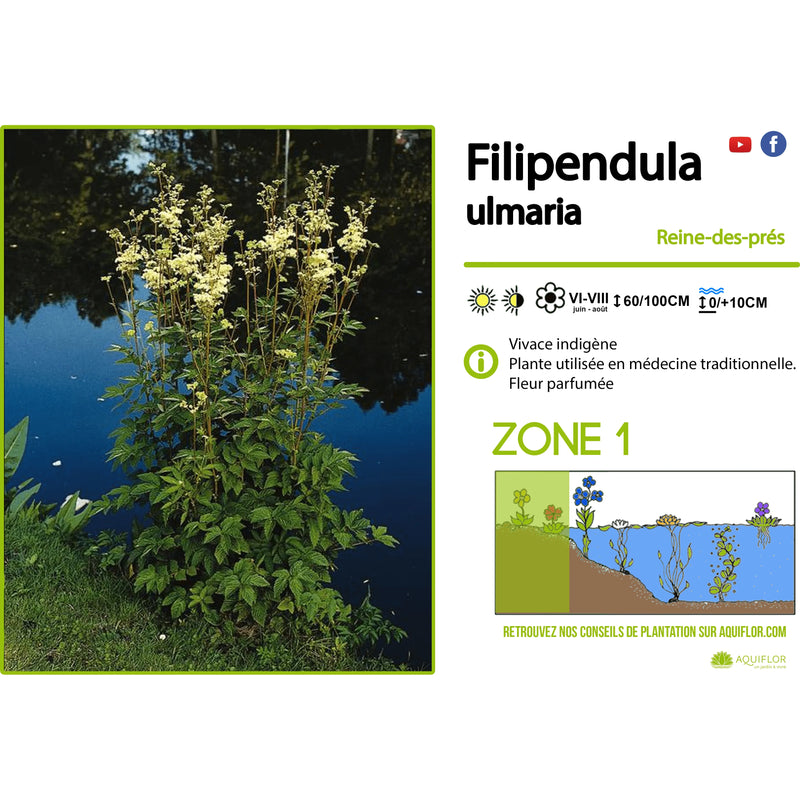 Aquipond Plantes aquatiques Filipendula rubra Venusta - Grande Reine-des-prés - Plante de berge