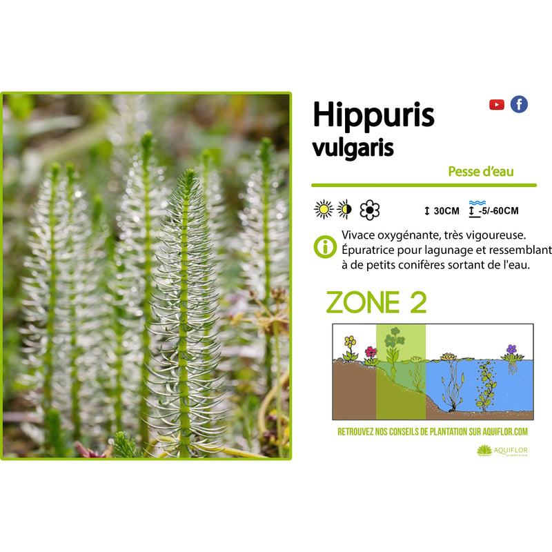 Aquipond Plantes aquatiques Hippuris Vulgaris - Pesse vulgaire d'eau - Plante oxygénante
