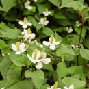 Aquipond Plantes aquatiques Houttuynia Cordata Plena - Poivrier de Chine - Plante de berge