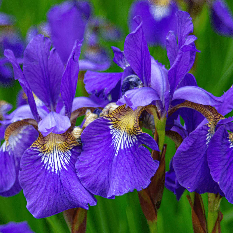 Aquipond Plantes aquatiques Iris Kaempfery Ruby King - Iris mauve/blanc - Plante de berge