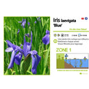 Aquipond Plantes aquatiques Iris Laevigata Bleu - Iris bleu - Plante de berge