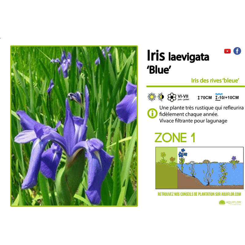 Aquipond Plantes aquatiques Iris Laevigata Bleu - Iris bleu - Plante de berge