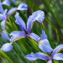 Aquipond Plantes aquatiques Iris Laevigata Bleu - Iris bleu - Plante de berge