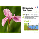 Aquipond Plantes aquatiques Iris Laevigata Rose Queen - Iris Rose - Plante de berge