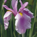 Aquipond Plantes aquatiques Iris Laevigata Rose Queen - Iris Rose - Plante de berge