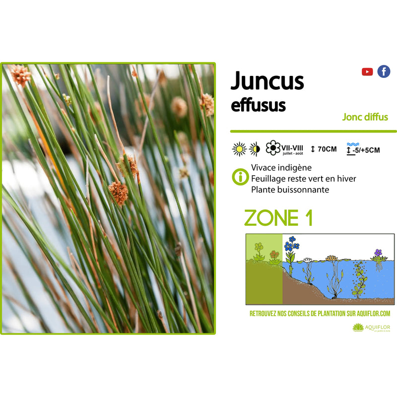 Aquipond Plantes aquatiques Juncus Effusius - Jonc épars - Plante de marais