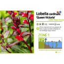 Aquipond Plantes aquatiques Lobelia Cardinalis 'Queen Victoria' - Cardinale 'Queen Victoria' - Plante de berges