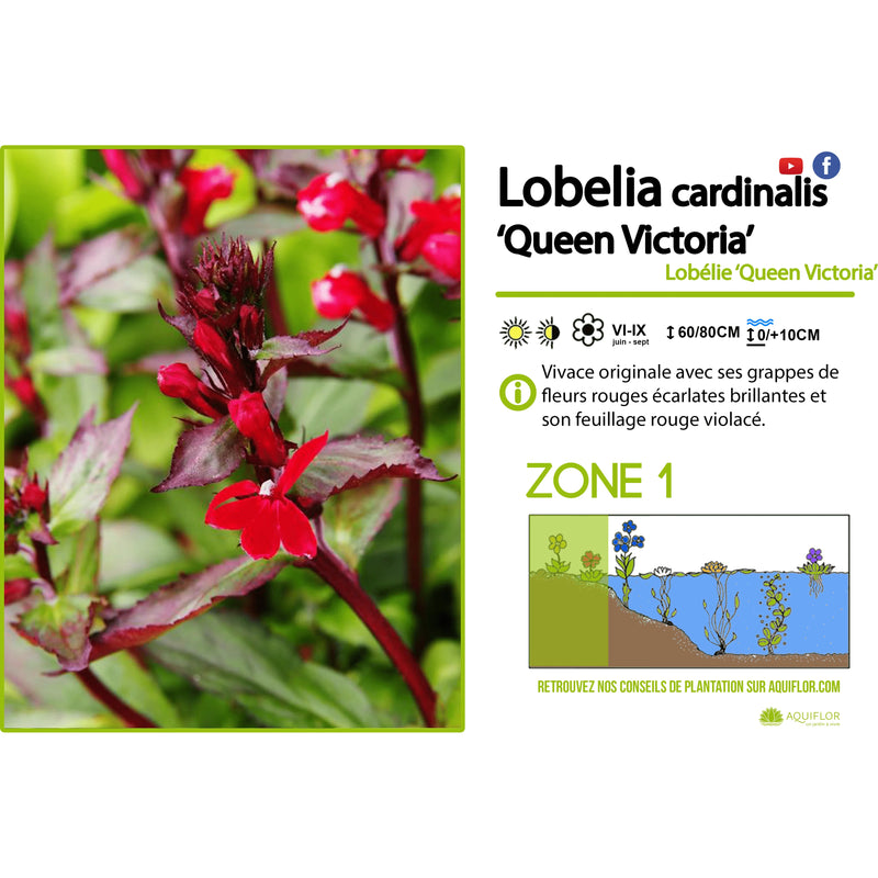 Aquipond Plantes aquatiques Lobelia Cardinalis 'Queen Victoria' - Cardinale 'Queen Victoria' - Plante de berges